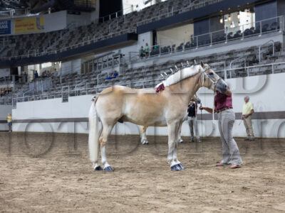 Haflinger Gelding Halter