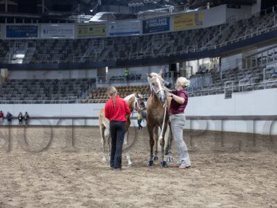 Haflinger Group Halter