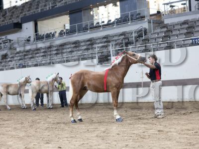 Hoosier Halflinger Sire Program