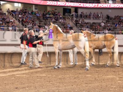 Haflinger Best Of Breed