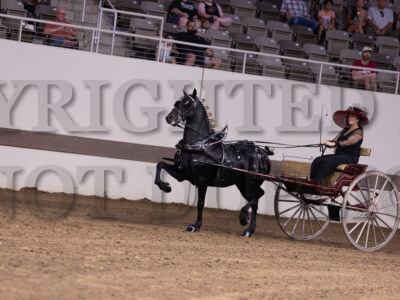 Draft Pony Ladies Cart
