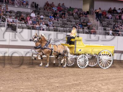 Haflinger Gelding Team
