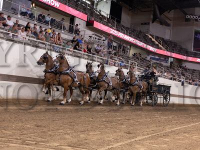 Belgian Mare Six Horse Hitch