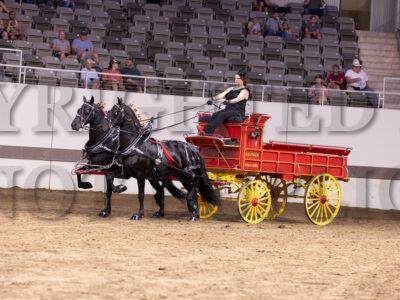 Ladies Draft Pony Team