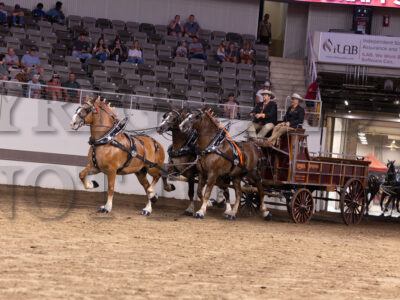 Belgian Open Unicorn