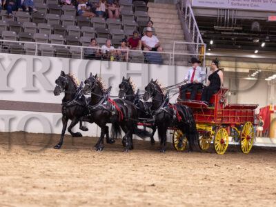Draft Pony Four Horse Hitch