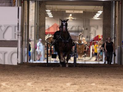 Belgian Registered Gelding Cart