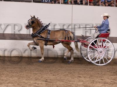 Haflinger Mare Cart
