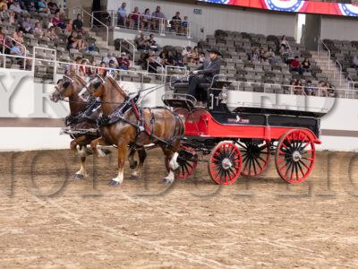 Belgian Registered Gelding Team