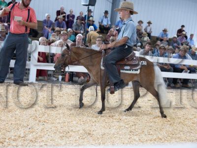 Lot 41 - 60