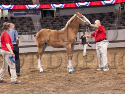 Weanling Filly