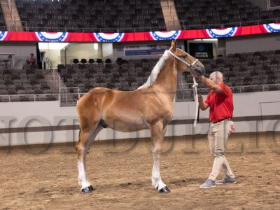 Weanling Stallion