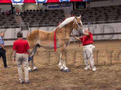 Yearling Stallion