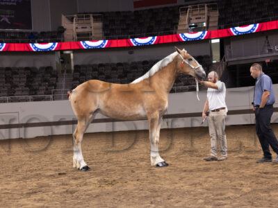 Yearling Filly