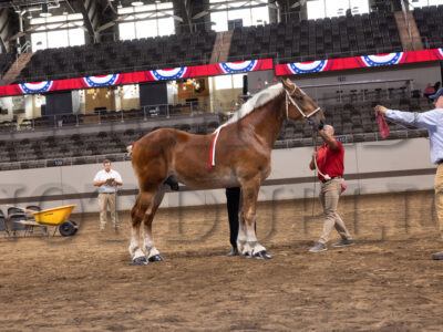 Two Year Old Stallion