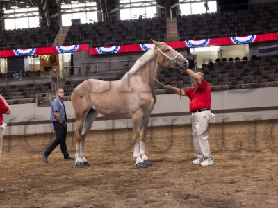Two Year Old Mare