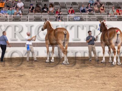 Best Of Breed