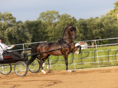 KWPN Fine Harness Cup Stallions & Geldings