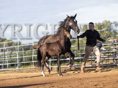 Open Breed Weanlings