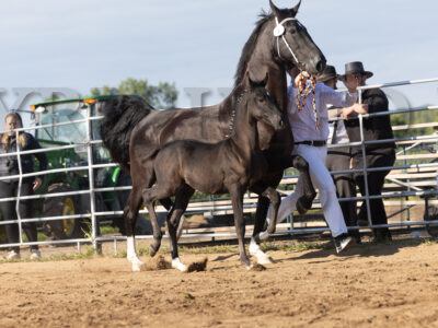 KWPN Reg B Stud Colts