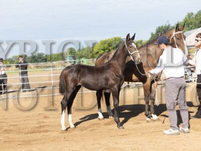 KWPN Foalbook Fillys