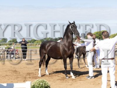 KWPN Ster-Keur Mare Presentation