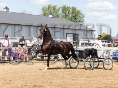 Open Breed Fine Harness