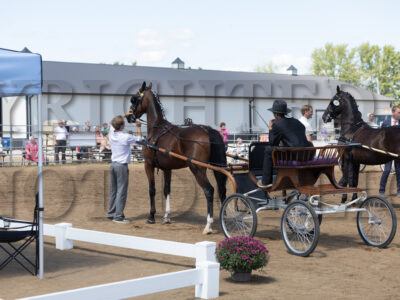 KWPN Fine Harness Cup Mares