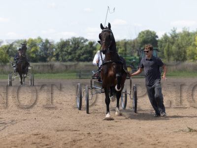 KWPN Fine Harness Cup Stallions & Geldings