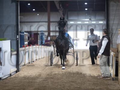 1. ADHHA Amateur Fine or Dutch Harness