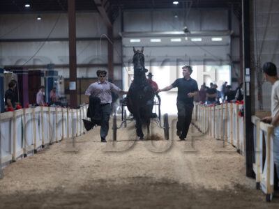 4. Friesian Jr/Limit Harness