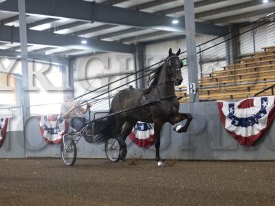 6. ADHHA Gelding Buggy Horse