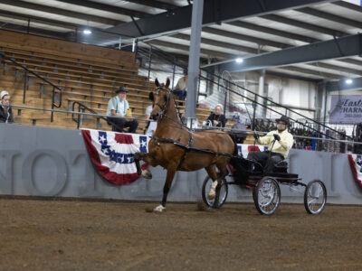 11. ADHHA Open Dutch Harness Mares