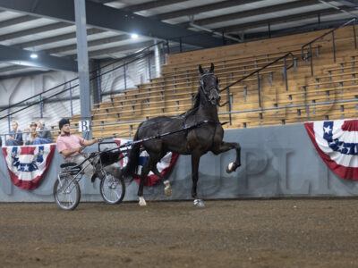 12. ADHHA Jr Stallion/Gelding Roadster to Bike