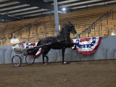 13. Friesian Jr/Limit Roadster to Bike