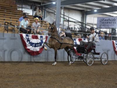 15. Hackney Pony Cob