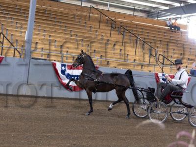23. Hackney Harness