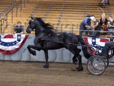 25. Friesian Open Harness