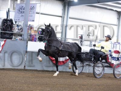 29. ADHHA Jr/Limit Dutch Harness Stallion/Gelding