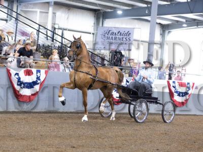 34. Open Breed Fine Harness