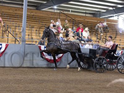 39. ADHHA Gelding Buggy Horse