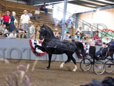 40. ADHHA Open Dutch Harness Stallion/Gelding