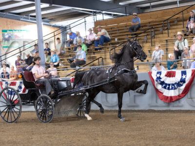 42. ADHHA Mare Buggy Horse