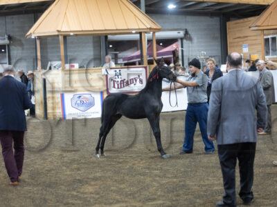 47. Weanling Stud (Roadster Type)
