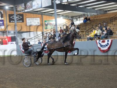 48. Open Breed Amateur Roadster to Bike Championship