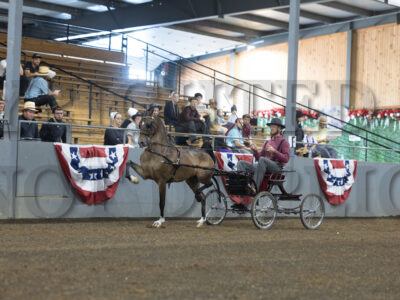 52. Harness Pony Open Cob Tail Championship