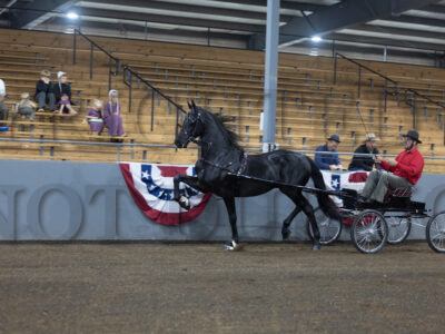 53. Friesian Jr/Limit Harness Championship