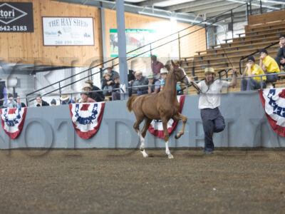 59. Weanling Stallion (Harness Type)