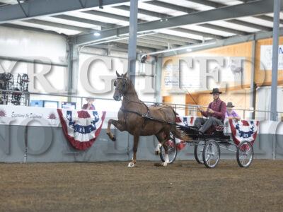 61. ADHHA Jr American Fine Harness Championship
