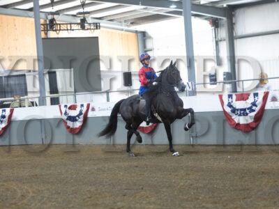 65. Open Breed Roadster Under Saddle